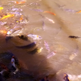 9/7　稚魚の画像