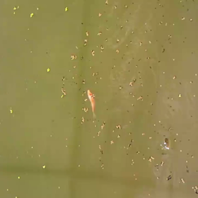久々に稚魚しかも、、、の画像