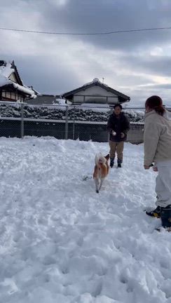 雪！雪！ゆきぃー！！の記事動画