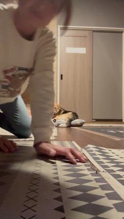 ボールで！の記事動画