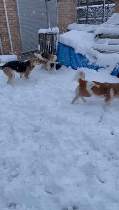 雪！雪！ゆきぃー！！の記事動画