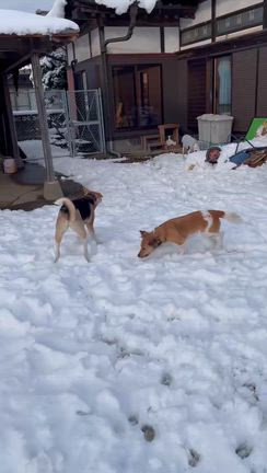 雪！雪！ゆきぃー！！の記事動画