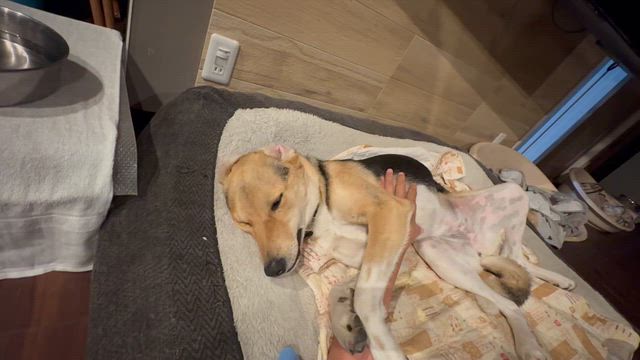 寝ながら甘えてくるあやめの記事動画