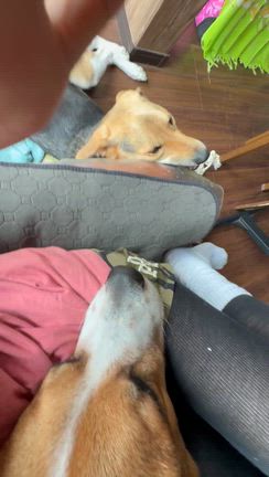 野犬の魅力を伝えたい！の記事動画