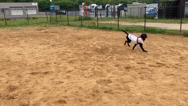 茨城フラワーパークへ行ってきた！の記事動画