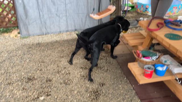 引っ張りっこの記事動画