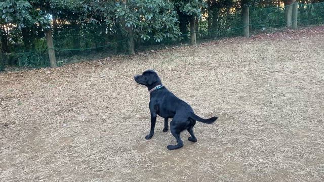 明けましておめでとうございますの記事動画