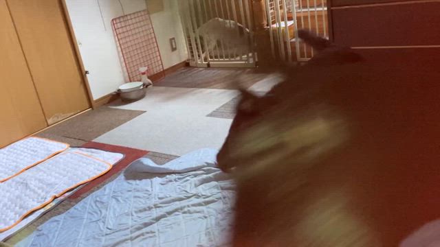 いろいろあるさの記事動画