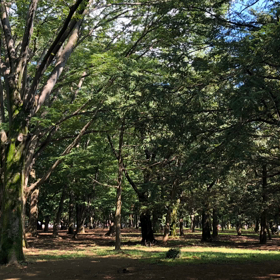 風のおどり #3の画像