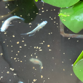 残っためだかたちの画像