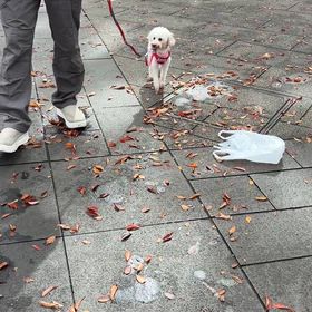 お散歩の画像