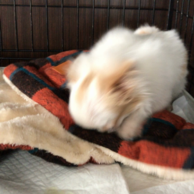 暖かいホットマットの画像