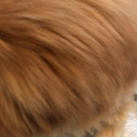 猫ちゃんの画像