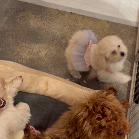 バニラちゃんの成長のサムネイル画像