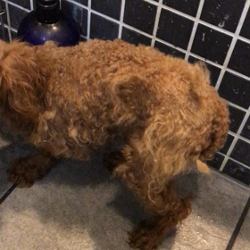 初シャンプーの画像