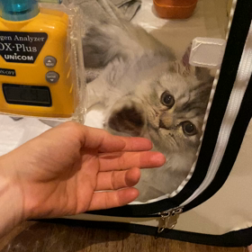 タッチの画像