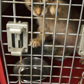 おもしろソマリちゃんの画像