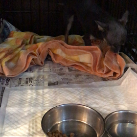 脱毛症のチワワくんの画像
