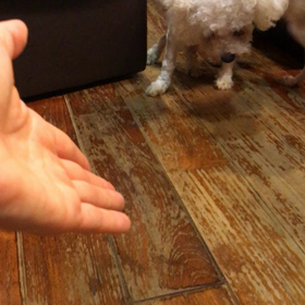 里親募集中の画像