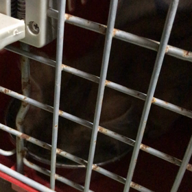 猫語研究の画像