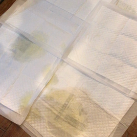 トイレシーツの画像