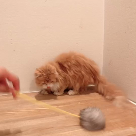 猫ちゃんトライアル予定の画像