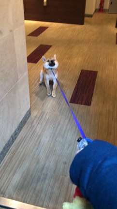 出不精柴犬「まある」の記事動画
