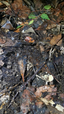 【沖縄旅行2023春.10】夜の亜熱帯林を探検！やんばるナイトハイク。の記事動画