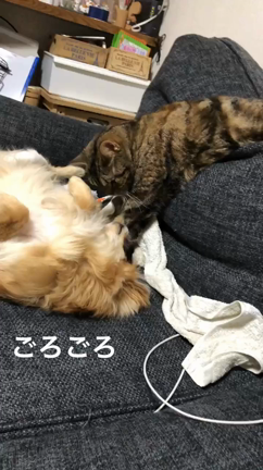 おすすめのお部屋ご紹介の記事動画