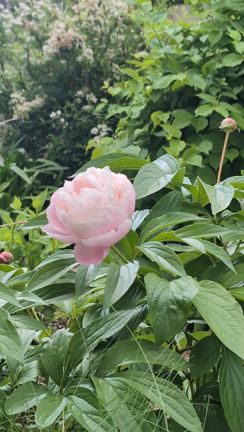 球根類の開花の記事動画