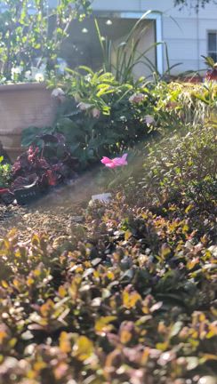 春の息吹の記事動画
