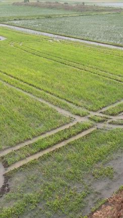 大雨ですねの記事動画