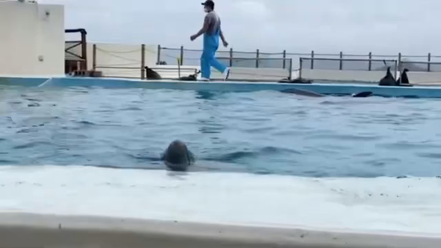美ら海水族館　イルカの記事動画