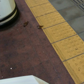 帰り道てくてく…の画像