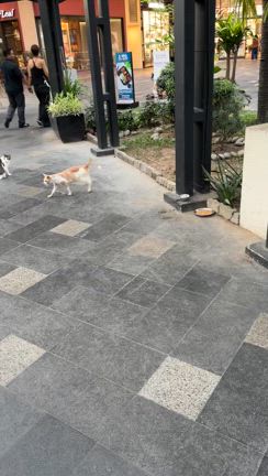 俺はアジが釣りんたいんだ（18）GTフィッシングデビュー戦に向かう（フィリピンでトランジット）の記事動画