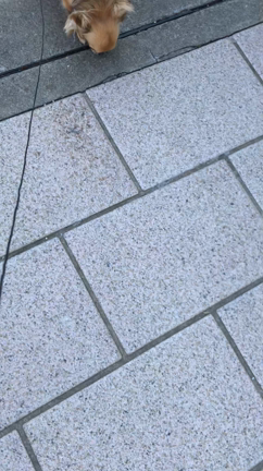 狂犬病注射の記事動画