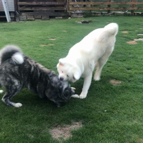 中年秋田犬のワンプロの画像