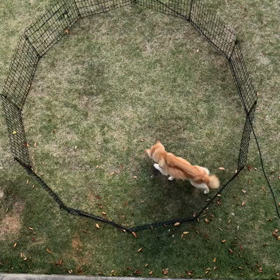回る痴呆犬マックスの画像
