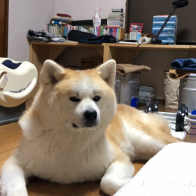 秋田犬と過ごす、怠惰な日々の画像