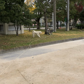 秋田犬の散歩は大変！の画像