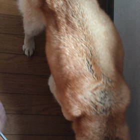痴呆老犬と暮らす part？の画像
