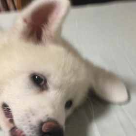 今日のシロの画像