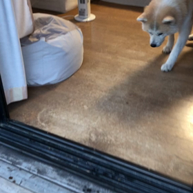 糖尿病の秋田犬、少しずつ日常がかえってきましたの画像
