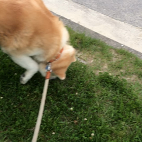 秋田犬　糖尿病で目が見えません…の画像