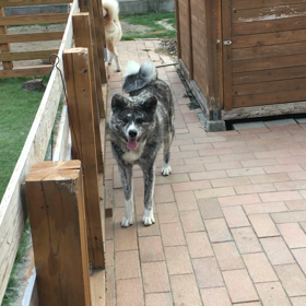 今日の秋田犬の画像