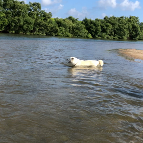 秋田犬の水泳訓練⁈の画像