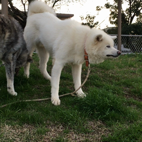 秋田犬 草を食べるの画像
