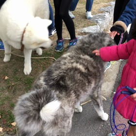 子どもは秋田犬が大好き！の画像
