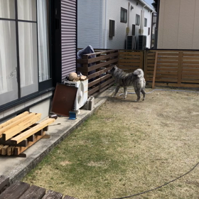 秋田犬と冬は走らないライダーの何もない一日の画像
