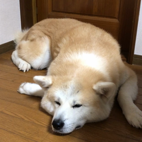 ポーカーフェイスの秋田犬の画像